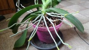Vše o kořenech orchidejí