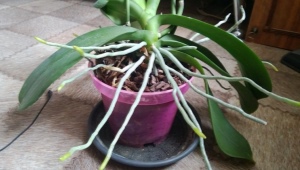 Tutto sulle radici aeree dell'orchidea