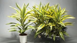 Dracaena leaves turn yellow: causes and solution to the problem