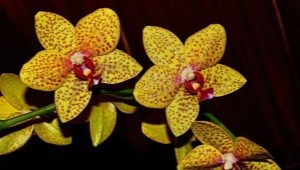 Zlaté orchideje: různé odrůdy a pravidla péče