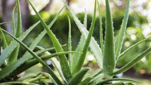 Aloe vera: what does it look like, how to transplant and properly care?
