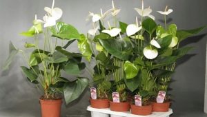 Anthurium dengan bunga putih: jenis dan ciri penjagaan