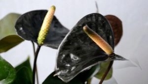 Anthurium dengan bunga hitam: jenis dan ciri penanaman