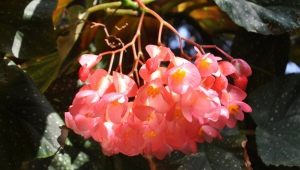 Koraalbegonia: beschrijving, planten en tips voor het kweken