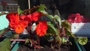 Begonia Non-stop: description, types and cultivation