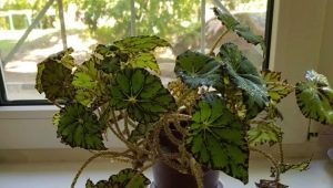 Begonia harimau: penerangan, penanaman dan penjagaan