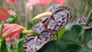 Diseases and pests of anthurium