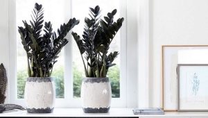 Black zamioculcas: variety features and cultivation