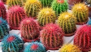 Gekleurde cactussen: variëteiten, tips voor kweken en verzorgen