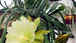Epiphyllum: charakteristika, druhy, kultivace a rozmnožování