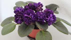 紫黑珍珠：品种描述、种植和护理特点