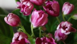 Tulipán violeta mágico: descripción de la variedad y consejos de cuidado