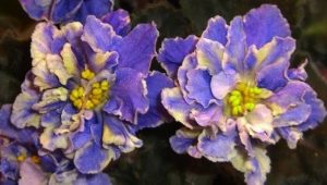 Violet Fire Bird: kenmerken en cultivatie