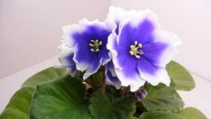 Violettes Humako Inches: description, caractéristiques de plantation et d'entretien