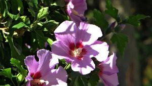 Syrische hibiscus: beschrijving, variëteiten en subtiliteiten van teelt