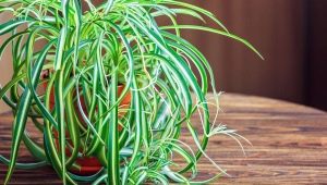 Chlorophytum crested: popis a doporučení pro pěstování