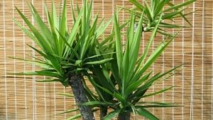 How to prune a yucca correctly?