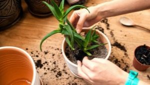 Wie verpflanzt man Aloe richtig?