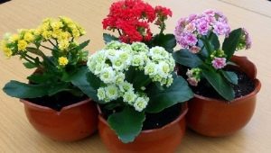 How to properly water the Kalanchoe?