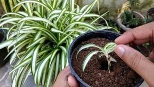 Cum se înmulțește chlorophytum?