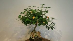 Jak vypěstovat bonsaje ze semínka doma?