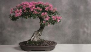 Jak pěstovat bonsaje sakura?
