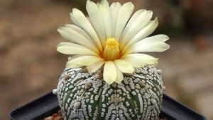 Cactus Astrophytum: typer og finesser af dyrkning
