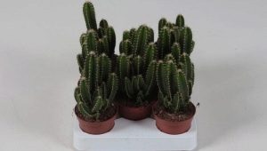 Cereus kaktus: typy a péče doma