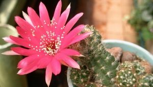 Cactus Echinopsis: tipi e cure a casa