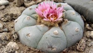 Lofofora-Kaktus: Merkmale, Arten und Anbau