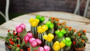 Cactus mix: types and features of care