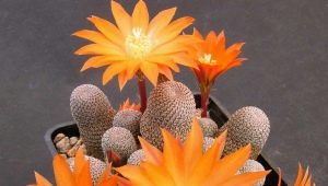 Rebutia kaktus: beskrivelse, typer og dyrkning