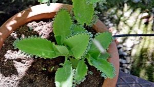 Kalanchoe pinnate: what is it and how to care for it?
