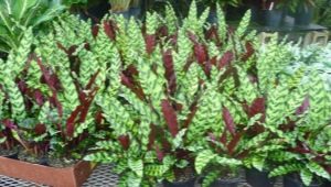 Calathea lansifolia: beschrijving, verzorging en bloeikenmerken