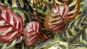 Calathea: features, varieties and care