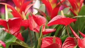 Red anthurium: popular varieties and home care