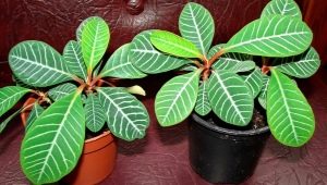 Euphorbia wit geaderd: beschrijving en aanbevelingen voor verzorging