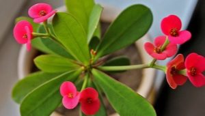 Euphorbia: περιγραφή, είδη και φροντίδα στο σπίτι