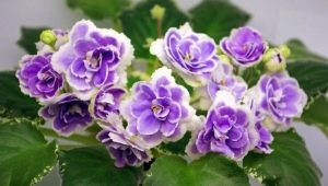 Description des violettes Buckeye Seductress