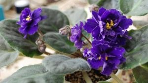 Beskrivelse og dyrkning af violer Chanson