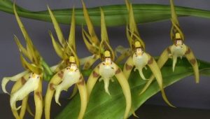 Brassia orchid: vlastnosti, typy a péče