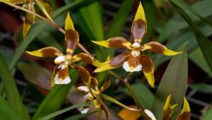 Orchidej Odontoglossum: popis a péče doma