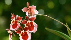 Orchidej oncidium: popis, druhy a péče