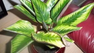 Mengapa daun calathea kering dan bagaimana untuk merawatnya?