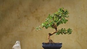 Tipy pro pěstování carmona bonsaje