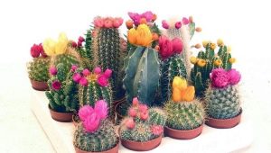 Patria del cactus da interno
