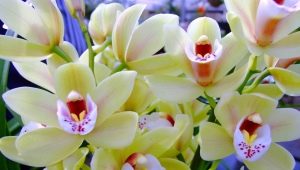 Jak dlouho orchidej kvete a jak její kvetení prodloužit?