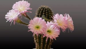 Druhy kvetoucích kaktusů a kvetoucí znaky