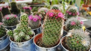 Druhy kaktusů: klasifikace a oblíbené odrůdy