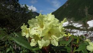 Vše, co potřebujete vědět o zlatém rododendronu (kashkar)